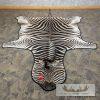 African Zebra Full-Size Taxidermy Rug For Sale - Image 3