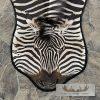 African Zebra Full-Size Taxidermy Rug For Sale - Image 2