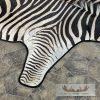 African Zebra Full-Size Taxidermy Rug For Sale - Image 4
