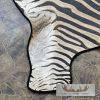 African Zebra Full-Size Taxidermy Rug For Sale - Image 6