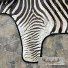 African Zebra Full-Size Taxidermy Rug For Sale - Image 7