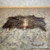 Muskox Back Hide Taxidermy Mount For Sale - Image 2