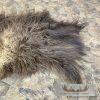 Muskox Back Hide Taxidermy Mount For Sale - Image 3