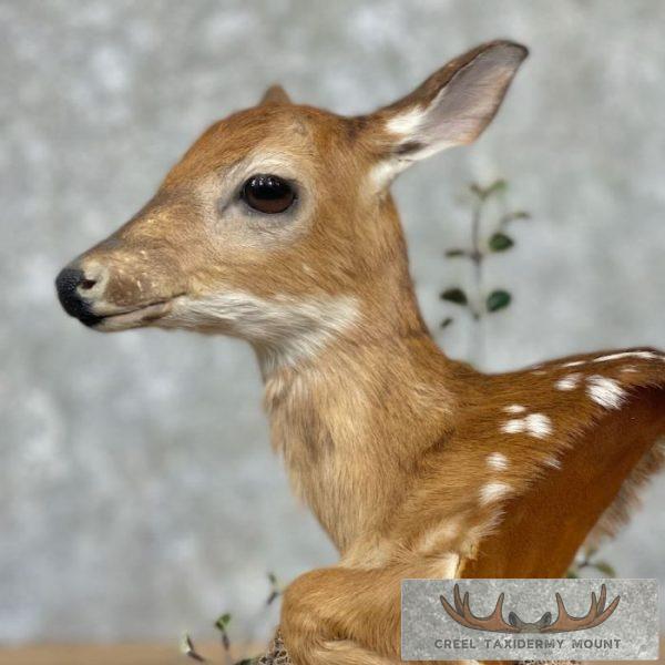 Fawn Pedestal Bust Taxidermy Mount For Sale - Image 2