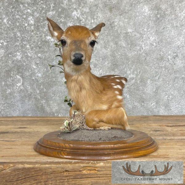 Fawn Pedestal Bust Taxidermy Mount For Sale - Image 3