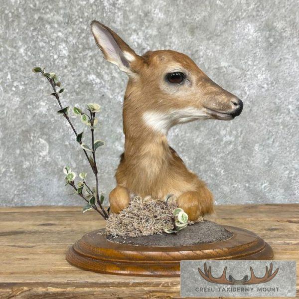 Fawn Pedestal Bust Taxidermy Mount For Sale - Image 4