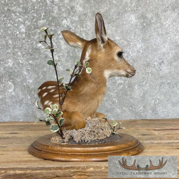 Fawn Pedestal Bust Taxidermy Mount For Sale - Image 5