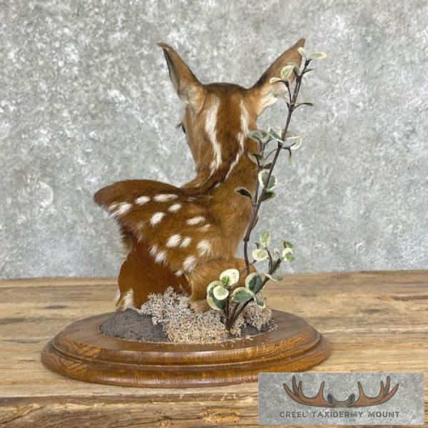 Fawn Pedestal Bust Taxidermy Mount For Sale - Image 6