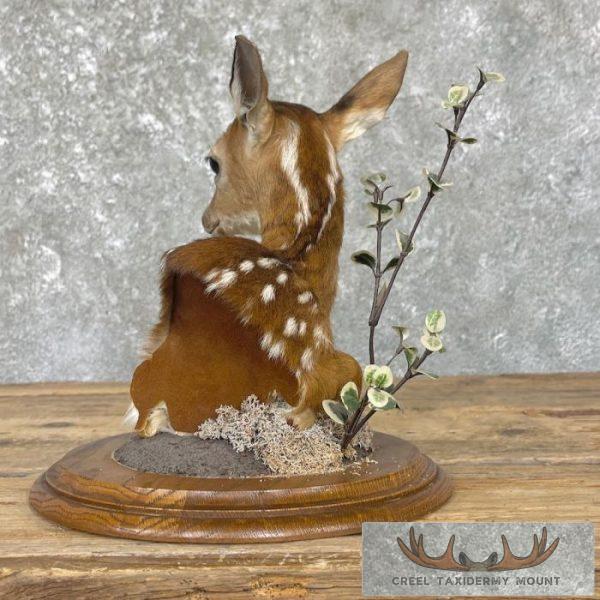 Fawn Pedestal Bust Taxidermy Mount For Sale - Image 7