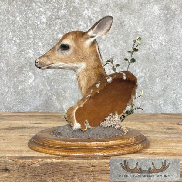 Fawn Pedestal Bust Taxidermy Mount For Sale - Image 8