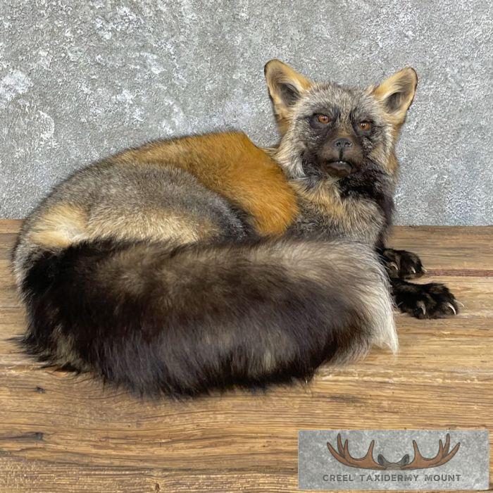 Tri Color Cross Fox Taxidermy Mount For Sale - Image 2