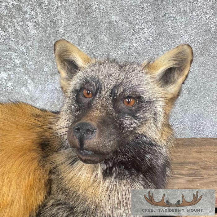 Tri Color Cross Fox Taxidermy Mount For Sale - Image 3