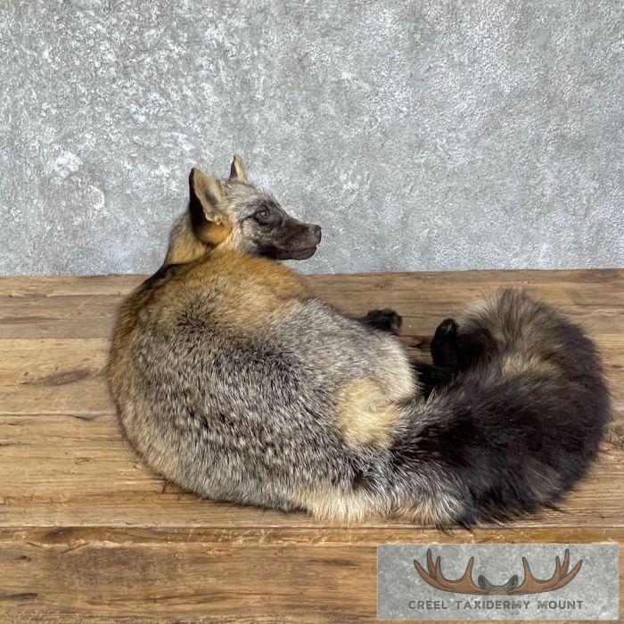 Tri Color Cross Fox Taxidermy Mount For Sale - Image 4