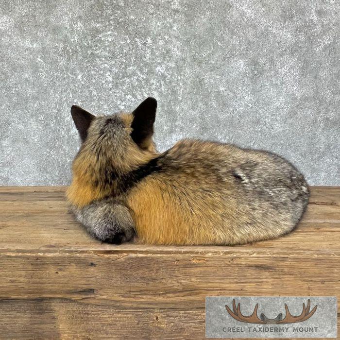 Tri Color Cross Fox Taxidermy Mount For Sale - Image 5