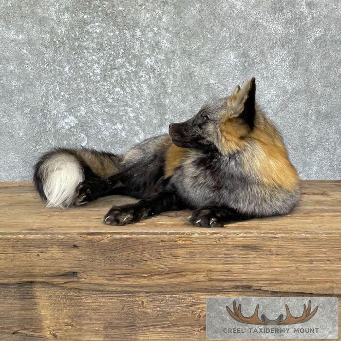 Tri Color Cross Fox Taxidermy Mount For Sale - Image 6