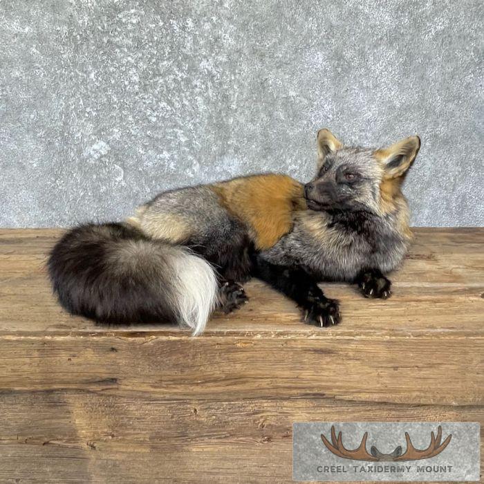 Tri Color Cross Fox Taxidermy Mount For Sale - Image 7