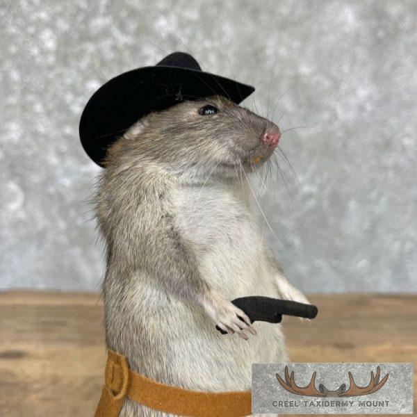 Cowboy Rat Novelty Taxidermy Mount For Sale - Image 2