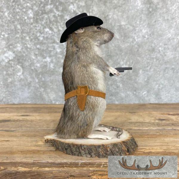 Cowboy Rat Novelty Taxidermy Mount For Sale - Image 3