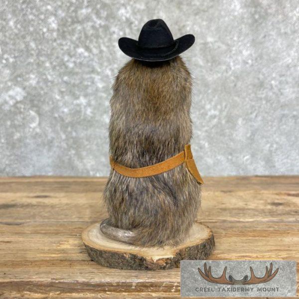 Cowboy Rat Novelty Taxidermy Mount For Sale - Image 4
