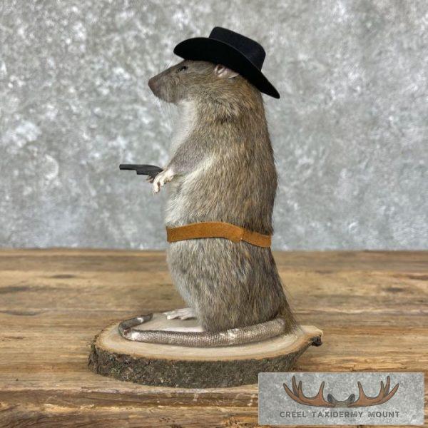 Cowboy Rat Novelty Taxidermy Mount For Sale - Image 5