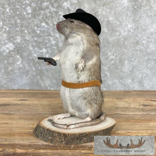 Cowboy Rat Novelty Taxidermy Mount For Sale - Image 6