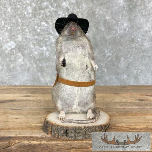 Cowboy Rat Novelty Taxidermy Mount For Sale - Image 7