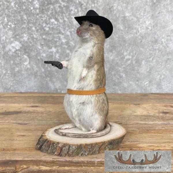 Cowboy Rat Novelty Taxidermy Mount For Sale - Image 6