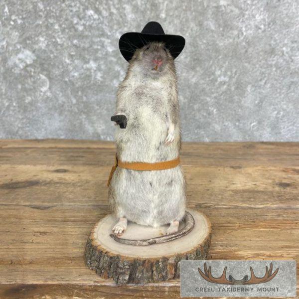 Cowboy Rat Novelty Taxidermy Mount For Sale - Image 7
