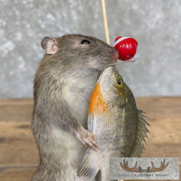 Fishing Rat Novelty Taxidermy Mount For Sale - Image 2