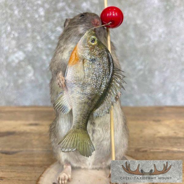 Fishing Rat Novelty Taxidermy Mount For Sale - Image 3