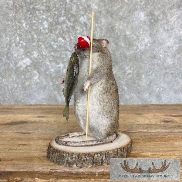 Fishing Rat Novelty Taxidermy Mount For Sale - Image 4
