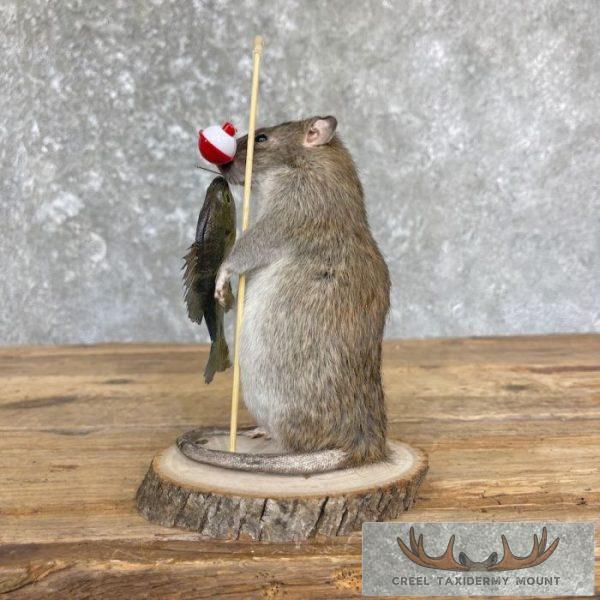 Fishing Rat Novelty Taxidermy Mount For Sale - Image 5