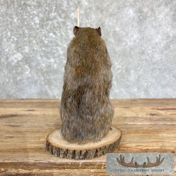 Fishing Rat Novelty Taxidermy Mount For Sale - Image 6