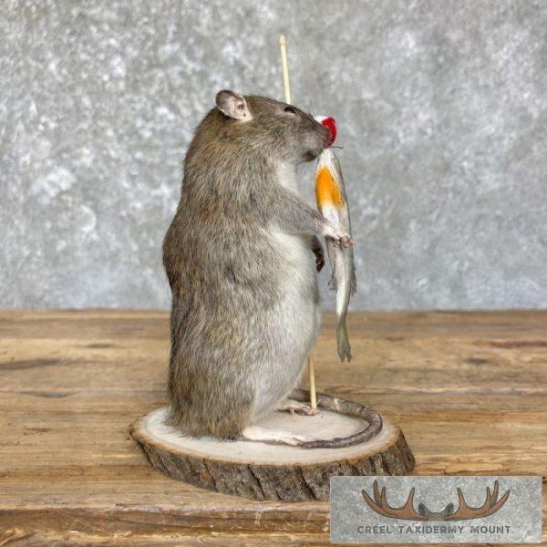 Fishing Rat Novelty Taxidermy Mount For Sale - Image 7