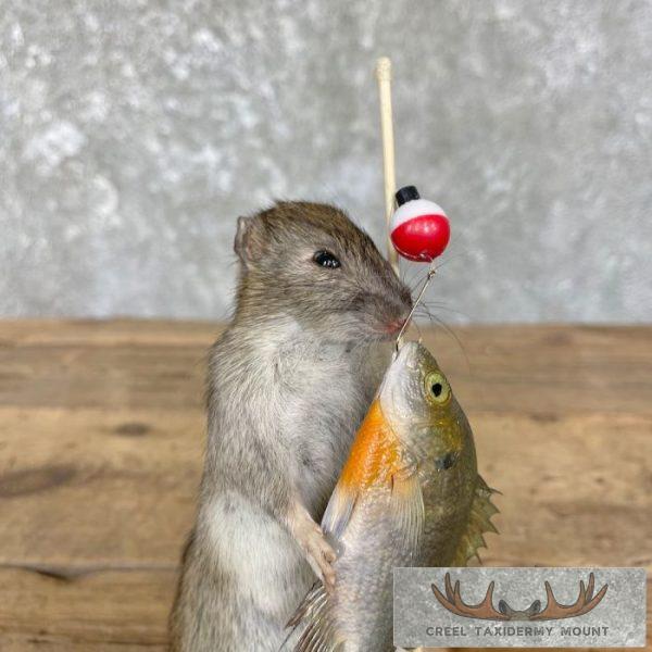 Fishing Rat Novelty Taxidermy Mount For Sale - Image 2