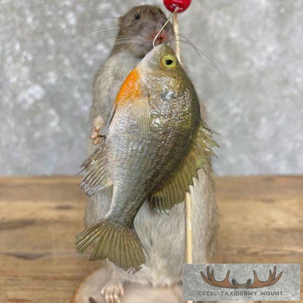 Fishing Rat Novelty Taxidermy Mount For Sale - Image 3