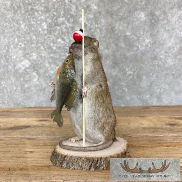 Fishing Rat Novelty Taxidermy Mount For Sale - Image 4