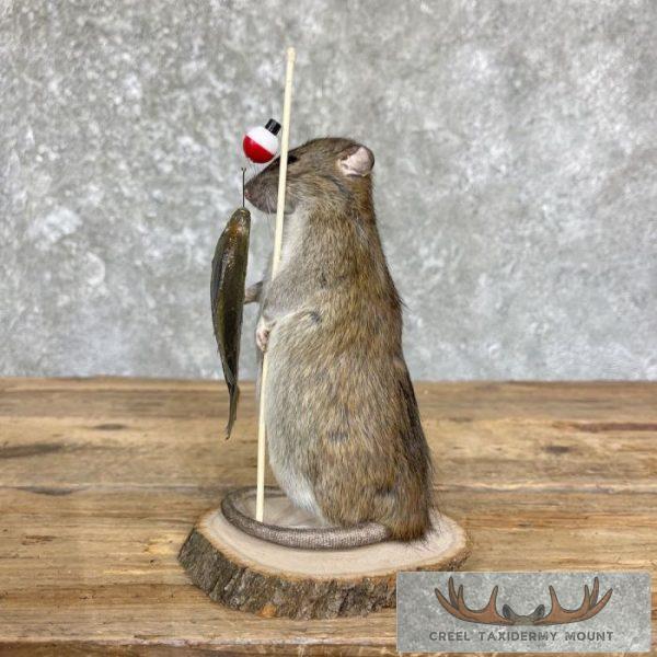 Fishing Rat Novelty Taxidermy Mount For Sale - Image 5