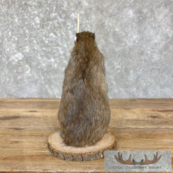 Fishing Rat Novelty Taxidermy Mount For Sale - Image 6