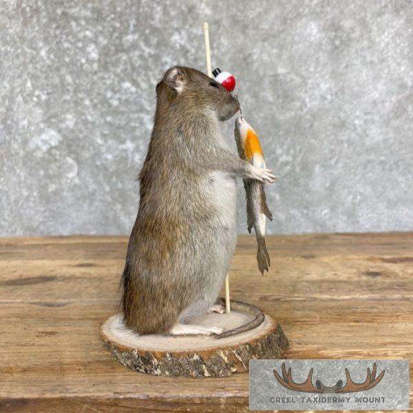 Fishing Rat Novelty Taxidermy Mount For Sale - Image 7