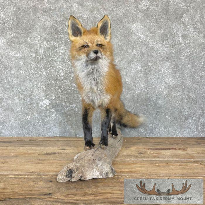 Red Fox Life-Size Taxidermy Mount For Sale - Image 2