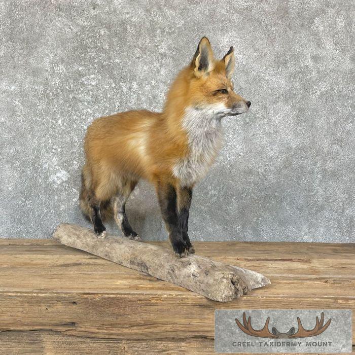 Red Fox Life-Size Taxidermy Mount For Sale - Image 4