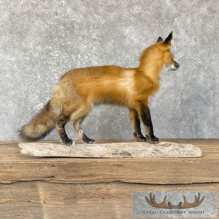 Red Fox Life-Size Taxidermy Mount For Sale - Image 5
