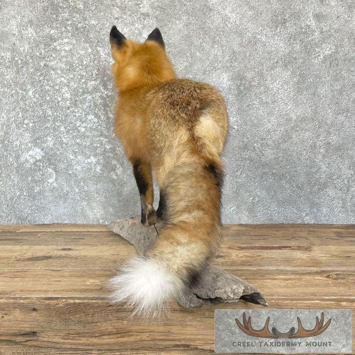 Red Fox Life-Size Taxidermy Mount For Sale - Image 6