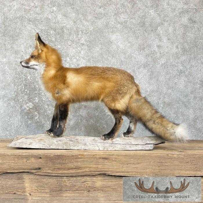 Red Fox Life-Size Taxidermy Mount For Sale - Image 7