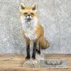 Red Fox Life-Size Taxidermy Mount For Sale - Image 2