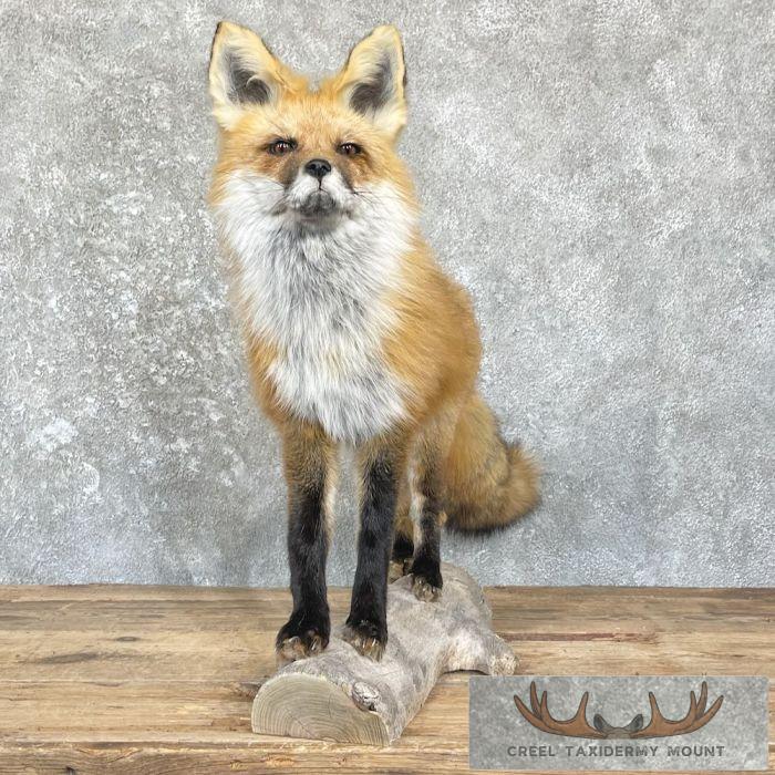 Red Fox Life-Size Taxidermy Mount For Sale - Image 2