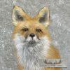 Red Fox Life-Size Taxidermy Mount For Sale - Image 3