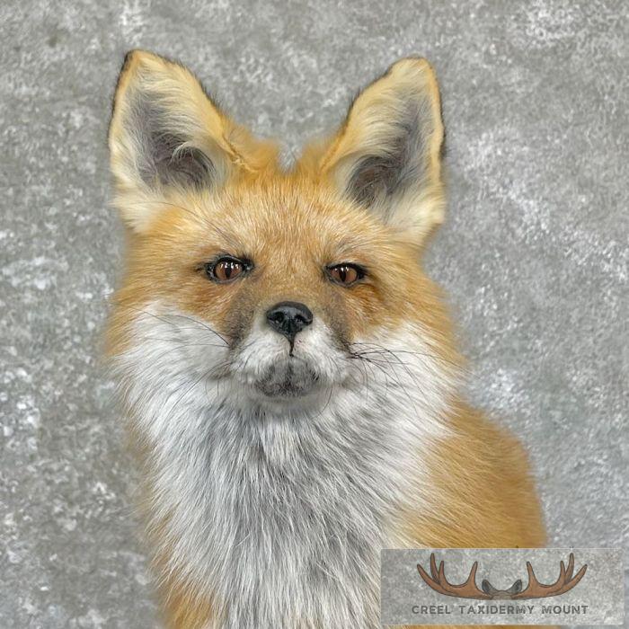 Red Fox Life-Size Taxidermy Mount For Sale - Image 3
