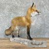 Red Fox Life-Size Taxidermy Mount For Sale - Image 4
